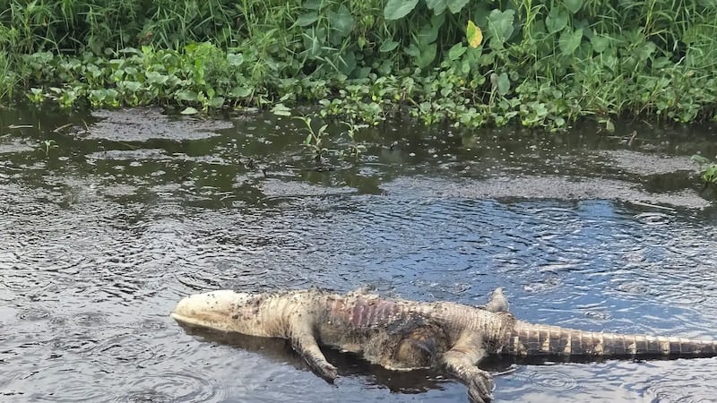 Un caimán muerto en el lago Lochloosa