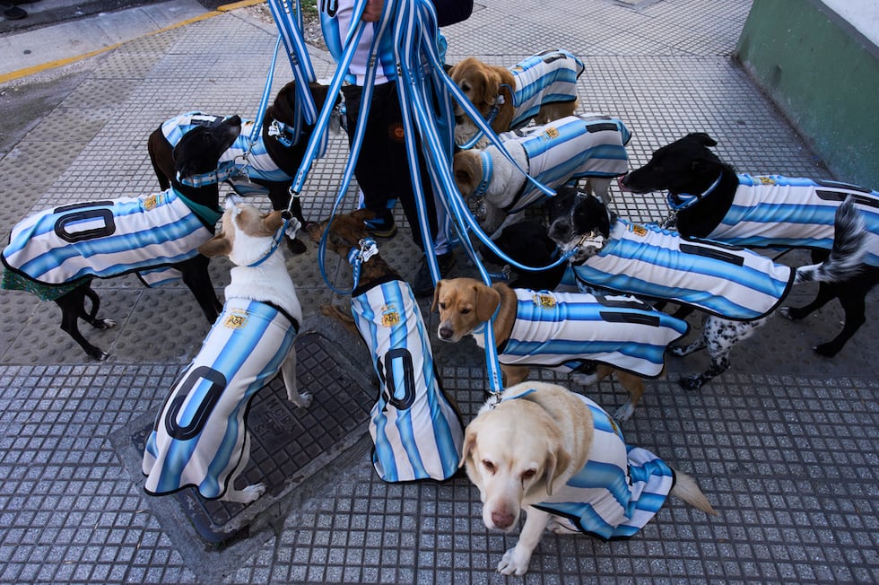 Nahuel Meneghini, paseador de perros, pasea a los perros vestido con camisetas de la selección...
