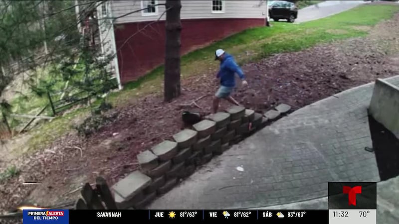 Mapache ataca a mascota en el patio de su casa