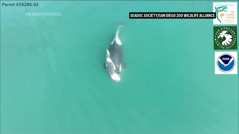 Top 5 con Carlos Figueroa.