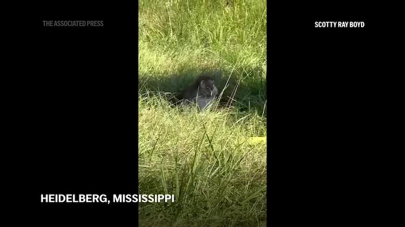 Tres monos siguen sueltos tras el vuelco del camión que los transportaba